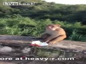 Monkey Sex Men - Idiots Throw Firecracker To Monkey