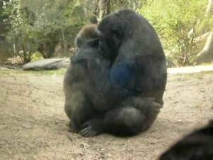 gorilla sex porn - Gorilla Sex