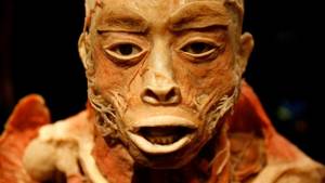 Forbidden 3d Taboo Porn - Plastination is a process used in anatomy exhibits around the world to  preserve human bodies for display. (Bogdan Cristel/Reuters)