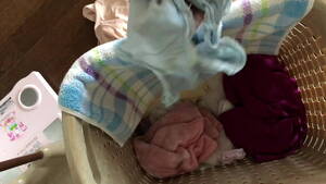 Cum On Mom Panty Porn - Cumshot in my step mom panties - XVIDEOS.COM