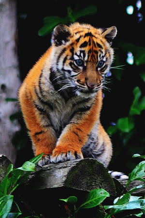 Cute Cub Porn - Not All Porn is Porn