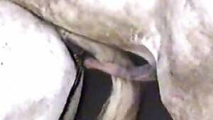 Mare Bestiality Porn - Porno animal stallion fucks a mare. Free bestiality and animal porn