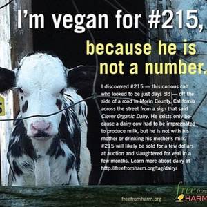 Caption Milk Theft - 134 best Rethink Dairy images on Pinterest | Vegan quotes, Animal cruelty  and Animal rights