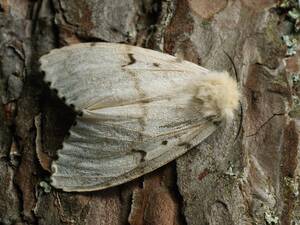 Gypsy Moth Porn - Gypsy Moth | Butterfly Conservation