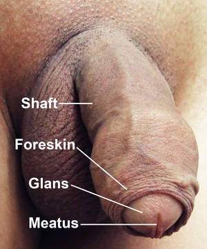 Biggest Human Dick In Porn - Penis with Labels.jpg