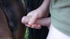 mare orgy - Fist mare Animal Porn