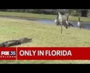 Alligator Mating Porn - alligator mating Videos - MyPornVid.fun
