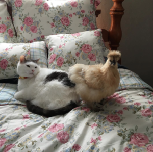 fat chick cat - catsbeaversandducks: Scruffles The Fat Cat And his chicken fellows! Photos  by Â©Scruffles The Fat Cat Tumblr Porn