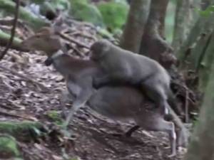 Deer Having Sex - Sex between monkey and deer may be a new 'behavioural tradition',  scientists say | The Independent