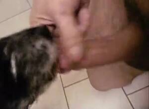 Man Fucks Cat - Cumm 3 GayBeast - Dude Fucks Pet - Extrem Sex and Taboo Porn.