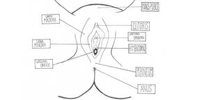 black pussy diagram - What Biology Class Didn't Teach You About Owning A Vagina - HeadStuff
