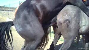 black mare fuck - Big black stallion fucking a sexy mare from behind