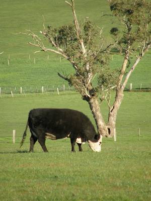 Cow Daisy Barnyard Porn - Grazing