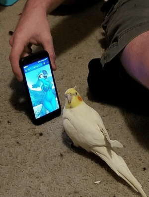 Jewel Rio Furry Bird Porn - Blessed_bird : r/blessedimages