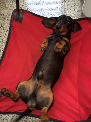 Doggie Porn - Dachshund Porn