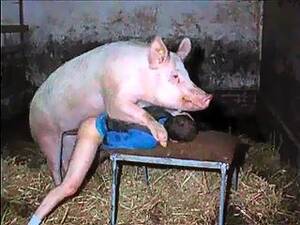 Boar Sex Porn - Pig sex videos, Boar porn movies