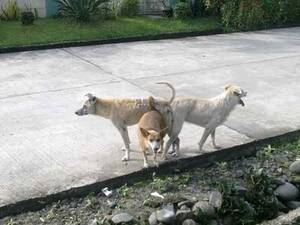 Dogstyle Porn - Dogstyle - L'Heure Bleue