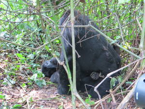 Gorilla Porn - IMG_0928