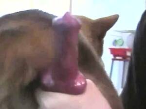 Fallout Dogmeat Porn - Grabbing some dog meat! - LuxureTV