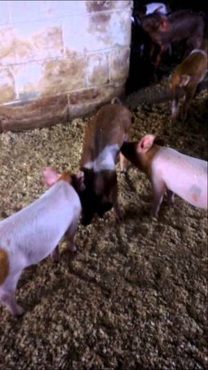 asian pig sex - Zoophilia porn videos from. pig porn