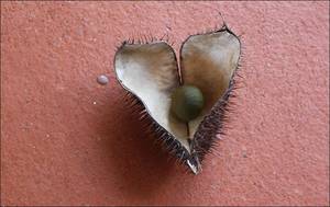 Board Games Porn - some reach fertile ground to start another cycle but others are prized as  gaming pieces for a local board game called Warri ... said to encourage ...