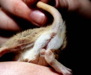 Gay Gerbil Porn - Gay Gerbil Porn | Sex Pictures Pass