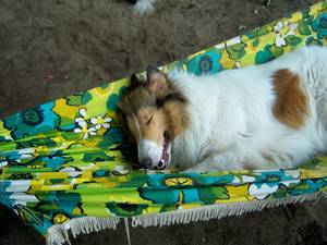 Collie Porn - ... beautiful â€œNude White Colliesâ€ pinup for those of you into such things!  Never say Ginger doesnt deliver.. snickerâ€¦. Shouldn't you add â€œcollie Pornâ€  too ...