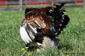 Baby Chicken Porn - Natural Chicken Keeping