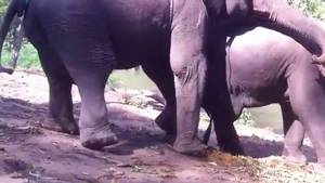 Elephant Porn - Intrepidnomad Meanwhile In The Thai Jungle The Most Hardcore Porn ...  Elephants enjoying a day off - YouTube