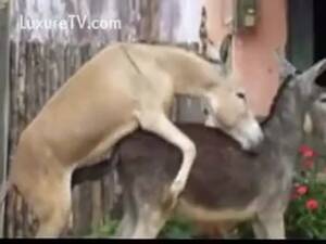Donkey Sex Porn - Hardcore zoo sex video featuring two donkeys fucking - LuxureTV