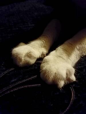 Feline Paw Porn - Paw Porn : r/cats