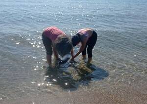 candid beach nudes clitoris - A Young Stranded Dolphin on the Central Beach in Burgas Was Rrescued -  BurgasLakes.com