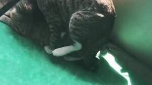 Man Fucks Cat - Guy Cat Animal Porn