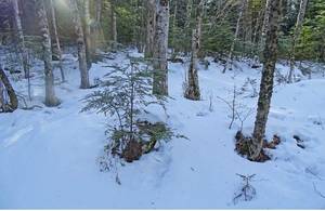 Matureography - Matureography porn - Hemlock saplings on mound older american beech grow in  a semicircle at the