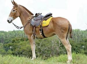 Brazilian Donkey Porn - Pretty Horses, Donkeys, Ears, Horses, Brazil, Beautiful Horses, Donkey, Ear