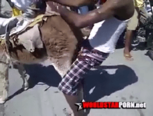 Donkey Fucking Porn - Boy Fucking a Donkey Pussy