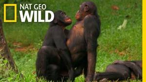 Chimpanzee Sex - 