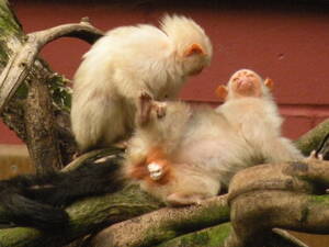 Monkey Porn - monkey porn | jon | Flickr