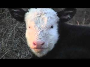 Cow Daisy Barnyard Porn - Video of our cutest calf ever on our farm.