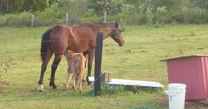 Cow Sucking Dick Porn - Yes this is a male horse, and yes that's a very confused calf : r/funny