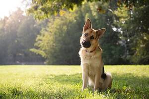 German Shepherd Porn Sites - Study reveals sex-specific genetic traits in German shepherd dogs