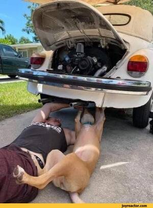 Funny Car Porn - Car porn dogging gifs - pictures, memes and posts on JoyReactor