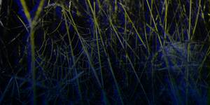 Forbidden Porn Tor - The next 'Reddit bomb' is about to explode over child porn allegations -  Cashmere