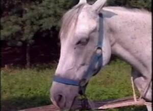 mare orgy - Men Goat And Mare Fuck Orgy - Zoo Porn Horse, Zoo Porn With Men at Katitube