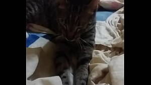 Cat Porn Video - cats videos - XVIDEOS.COM