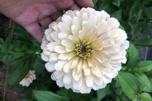 Mickie James Pussy Close Up - The {Farmer} & The Florist Interview: Kori Hargreaves - Floret Flowers