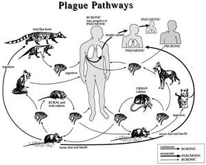 middle ages cartoon wild sex - Forgotten Not Gone: The Bubonic Plague. The History of it, Its  Reappearance, And how to Protect yourself with Garden Home Remedies in SHTF.