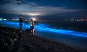 new zealand beach video sex - Aurora of the sea': luminous plankton light up New Zealand shores | New  Zealand | The Guardian