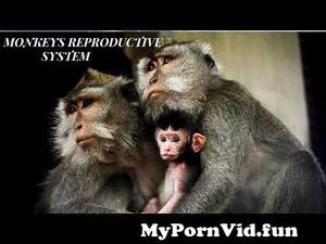 Monkey Pussy Porn - Monkeys Reproductive system #monkey from feamale mongky pussy vagin Watch  Video - MyPornVid.fun