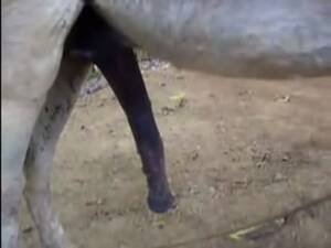 Big Donkey Dick Porn - A Donkey takes huge joy by cock in a garden - LuxureTV